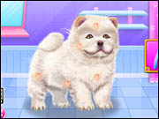 Chow Chow Spa Salon