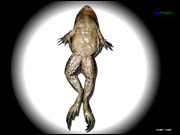 Frog Dissection