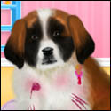 St Bernard Puppy Day Care